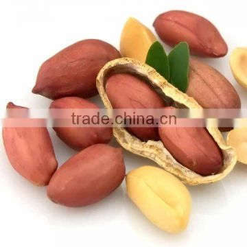 2015 Crop Shandong Origin Blanched Peanut 25/29