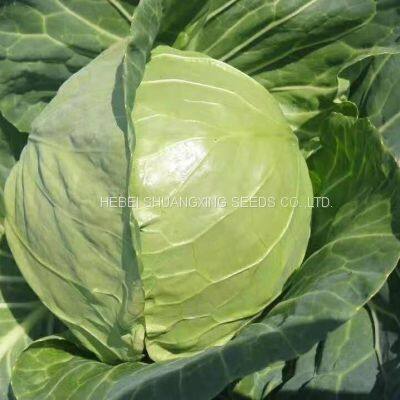 Chinese Green Round Hybrid Cabbage Seeds for Planting