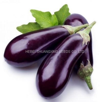 F1 hybrid bulb eggplant vegetable seeds for planting