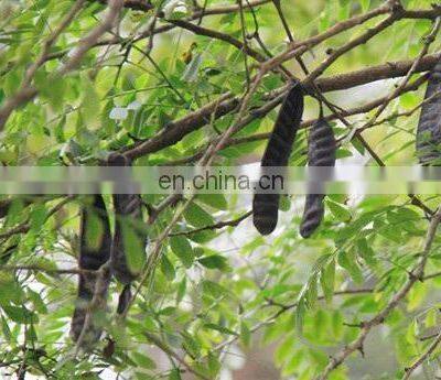 Dried Gleditsia/Caesalpinioideae/boket From Vietnam photo-4