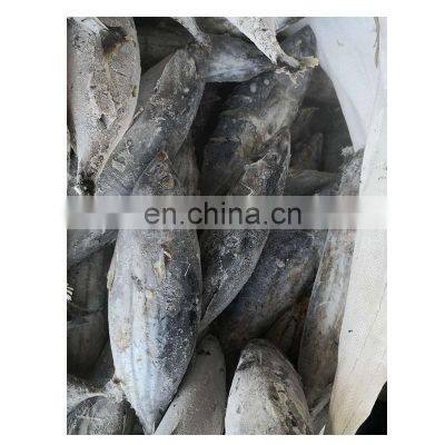 Bonito Tuna for Export Import photo-3