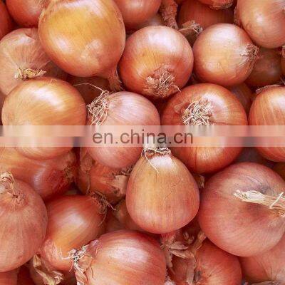 Sinocharm Frozen Vegetable Red Onion Yellow Onion Peeled Frozen Fresh Onions for Sale photo-3