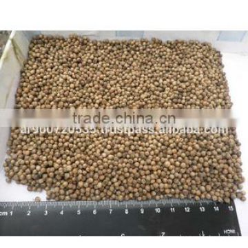 high quality delicious healthy Coriander seeds