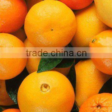 Fresh Valencia Orange