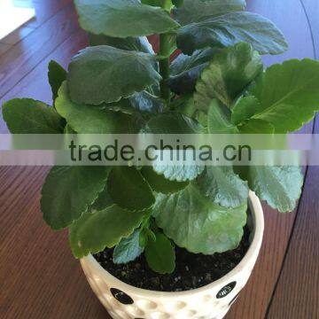 PRILLED UREA photo-2