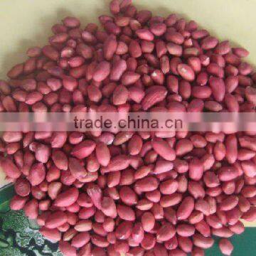 Chinese Peanut Kernels 2014 New Grop