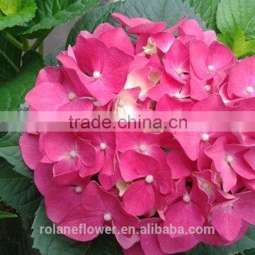 For Friend Gift High Quality Silk Hydrangea Wedding Bouquets Wedding Centerpieces Real Touch Fresh Cut Hydrangea From Yunnan photo-2