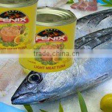 Canned Albacore Fish