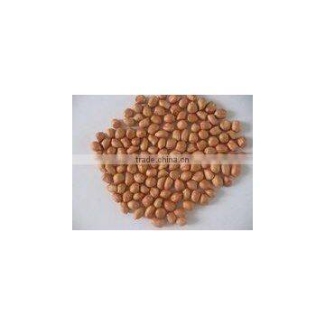 Groundnut DALL0000062