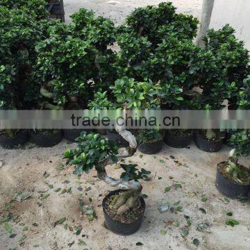 S shape outdoor landscaping trees mini bonsai