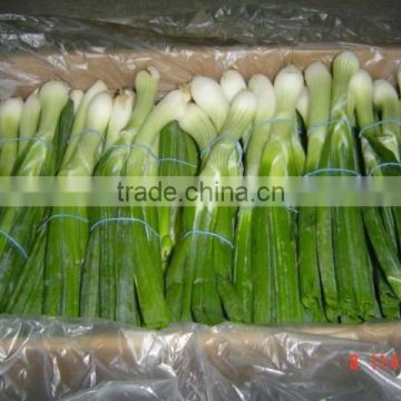 Fresh Spring Onion