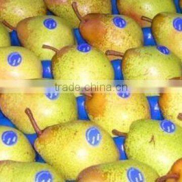 FRESH PORTUGESE ROCHA PEAR