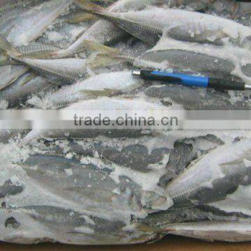 Frozen Jack Mackerel 6-8PCS/KG