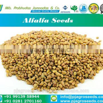 2016 Grass Seed 100% Pure/ Alfalfa Seeds/forage Grass Seeds