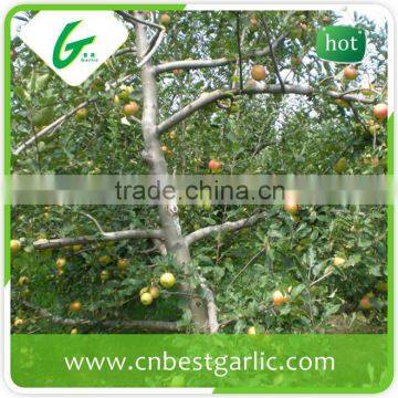 Higher grade fresh delicious royal gala apple