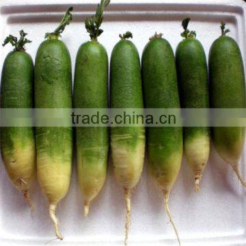 New crop fresh radish/green radish/