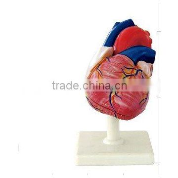 Human Heart life size