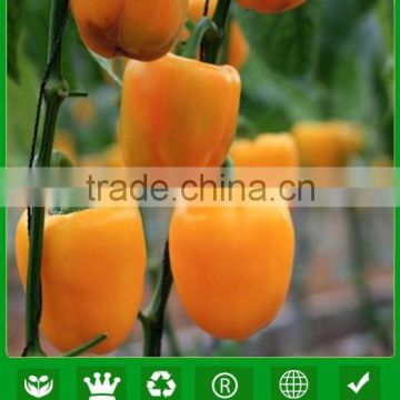 NSP05 Ocheng colorful sweet bell pepper seeds for planting