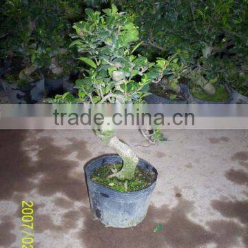 Ficus indoor and outdoor S shape bonsai