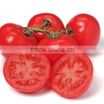 Early Maturity Big Red Fruit Tomato Seed For Sale