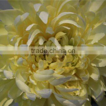 Brand Name Decorative Artificial Flowers Wholesale Fabric Chrysanthemum photo-3