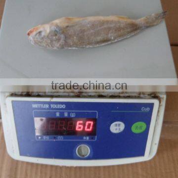Frozen Yellow Croaker 40/60 G/pc photo-6