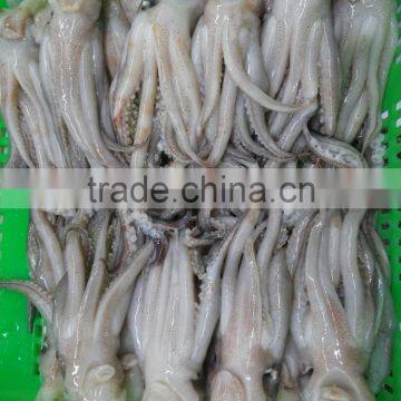 Frozen Tweed Bait Squid Heads photo-3