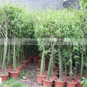 Bambusa Ventricosa ( Chinese Bamboo ) photo-4