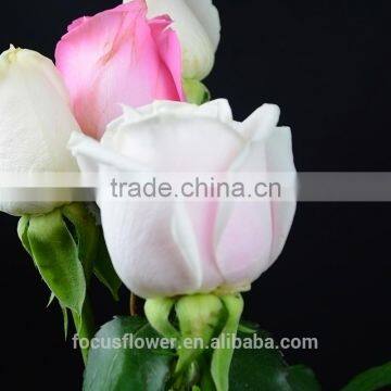 Hot sale fresh collected flowers flower growers directly supply from KUNMING