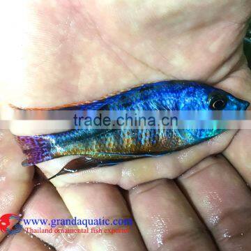 Quality Malawi Cichid Fish Export Company for Company Importer photo-6