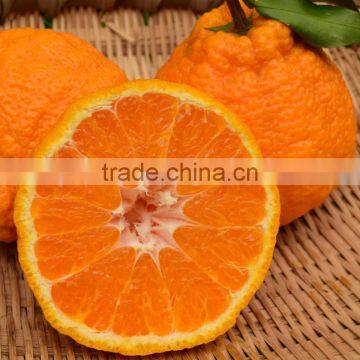 Shiranui ugly (ugly Mandarin orange)