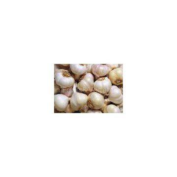 Spicy Fresh Pure White Garlic Organic Vegetable 20kg / Mesh Bag