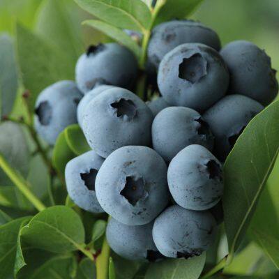 F6 Blueberry Seedlings Blueberry Saplings