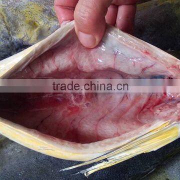 Frozen Gutted Mahi-mahi Fish Clean Fish photo-5