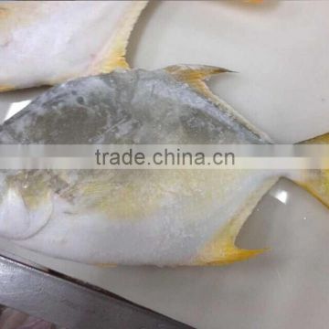 golden pomfret fish