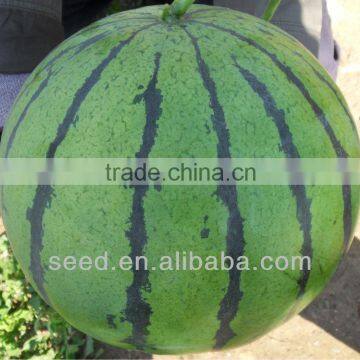 SHIJIA chinese watermelon hybrid seed