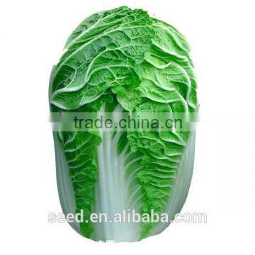 new bred chinese cabbage seeds for growing SXD No.1