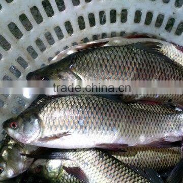 Frozen Grass Carp Fish