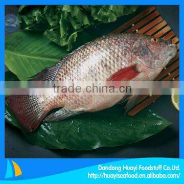 Frozen Tilapia Live Tilapia Fish