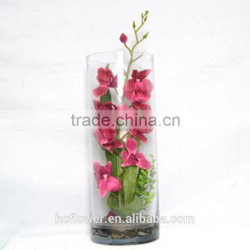 Festival Orchid in Clear Glass Vase