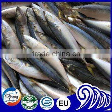 frozen live wholesale pacific mackerel fish for Sale