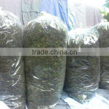 Dried Thai Herbal Medicine Plai Herbal Product (Essential Oil)