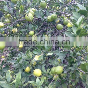 Citrus Fruit Product Type and Lemon Type Fruits