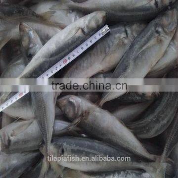 New season horse mackerel competitive price for sale