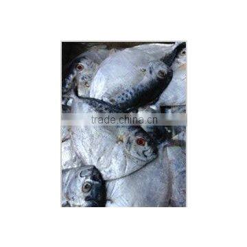 Hot sale Big Size Frozen Moon Fish on sale