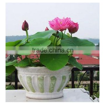 High quality Lotus flower seeds Water Lily seeds for growing and sale