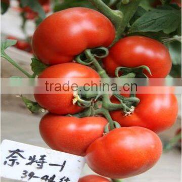 Hybrid TY Resistance Red Tomato Seeds For Sale Indeterminate Growth For Over Summering Or Late Autumn-Night No.1