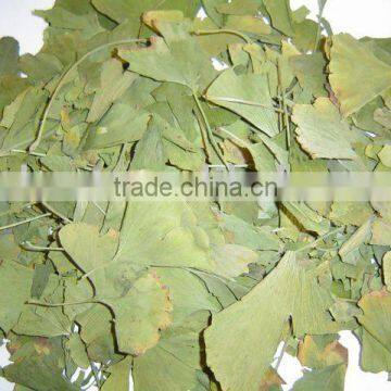 Sun dry Ginkgo Biloba leaves 50KGS/BALE