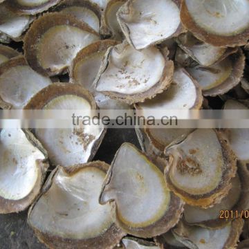 pinctada maxima raw mother of pearl shells