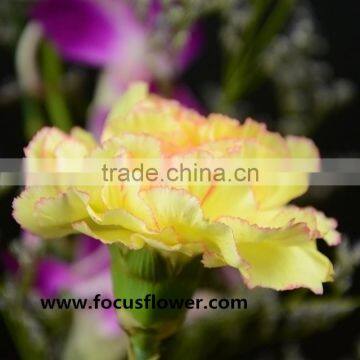 High quality fresh cut flowers liberty carnation jasmine flower importers fresh cut flower buyer rilla carnation flower for birt